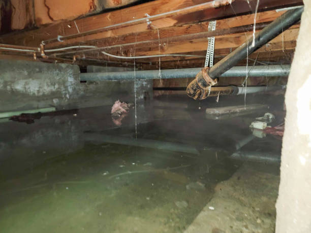 Best Local water damage restoration  in Water Valley, MS